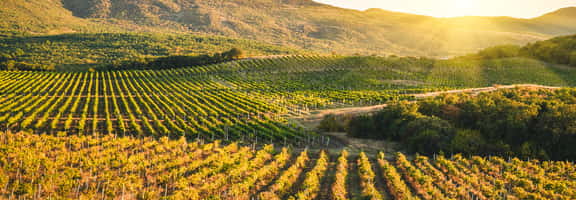 botellas de Vino con Descuento