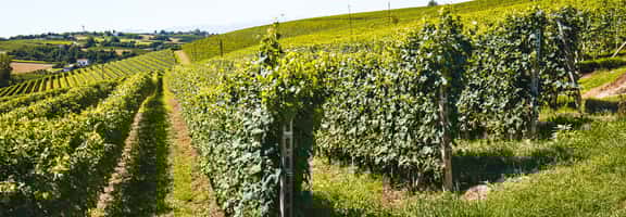 ¡Los mejores vinos rosados en TRAVINO!