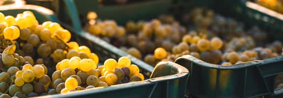 Recomendaciones vinos entre 20 euros y 30 euros