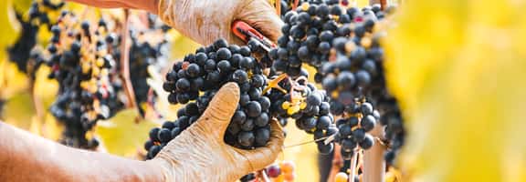 Descubre la uva Cariñena!