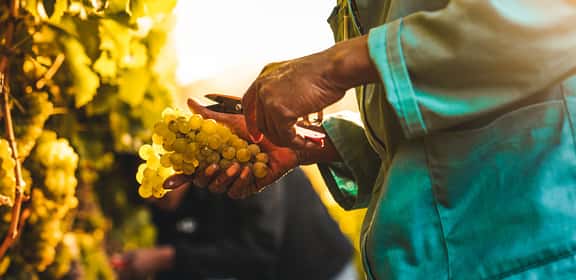 harvest white grapes ¡Descubre los mejores vinos de Xarello en TRAVINO!