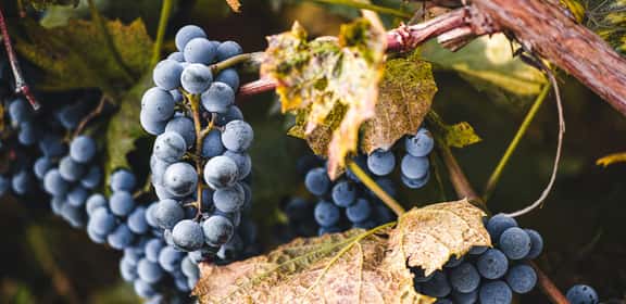 ¡Redescubre la Garnacha en TRAVINO!