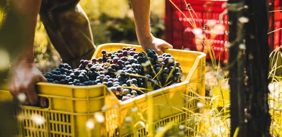 red grape harvest Monastrell, la esencia del Mediterráneo