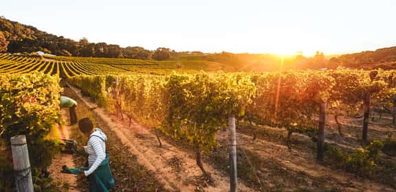 ¡Descubre los vinos de Finca Río Negro!