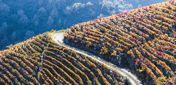 ¡Descubre los mejores vinos de la región de La Rioja!