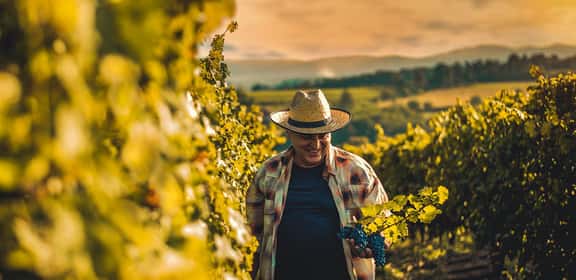 winemaker in the vineyard during a summer day ¡Pack descuento de Bardos Verdejo!