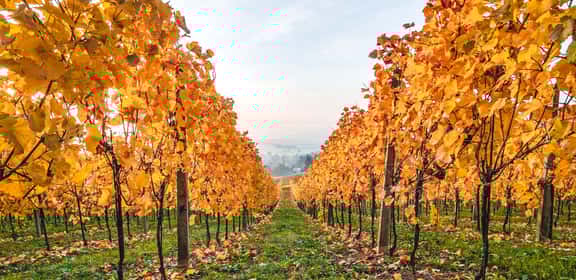 Vinos y ofertas de otoño... ¡Precios para brindar!