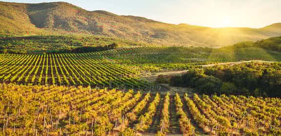Vineyard in the Autumn season with mountain behind ¡Descubrimientos que no te puedes perder!