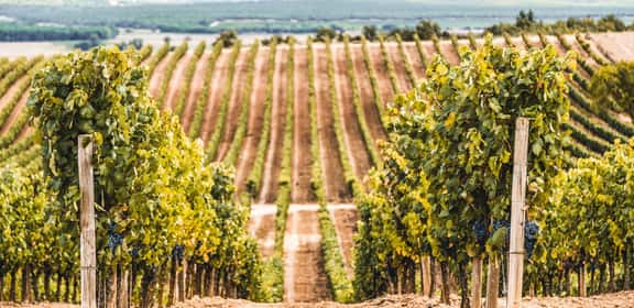 ES_generic_fallback_kit_vineyard ¡Descubre este fantástico Pack!