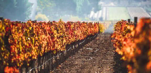 ¡Descubre los mejores vinos de Valencia!