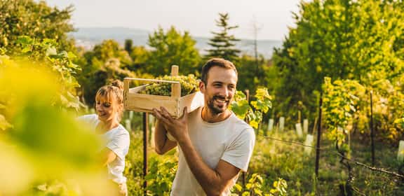 winemakers picking grapes ¡Descubre el pack descuento de Terras Gauda!