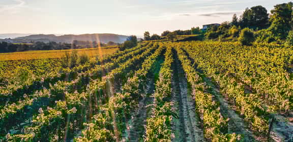 ¡DO La Mancha, vinos por descubrir!