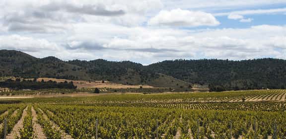 ¡Descubre los mejores vinos de Murcia en TRAVINO!