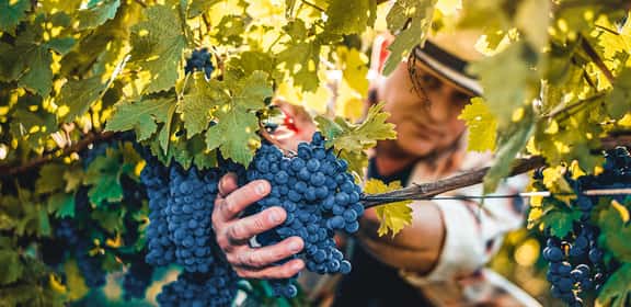 winemaker with red grapes ¡Pack descuento 10 + Magnum!