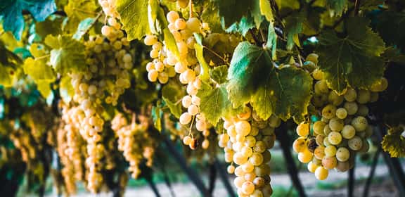 ¡Descubre los mejores vinos de la uva Sauvignon Blanc!