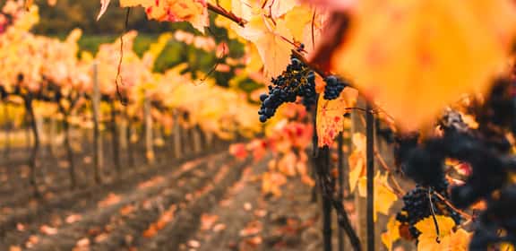 Red Grapes in Autumn ¡Descubre los mejores vinos de las Islas Baleares!
