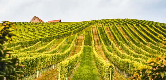 ¡Sumérgete en una selección excepcional de vinos!