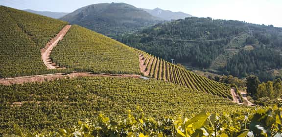 ¡Descubre los mejores vinos de Galicia en TRAVINO!