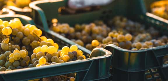 yellow grapes harvest ¡Los mejores vinos sin alcohol!