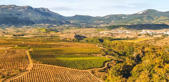 Descubre los mejores vinos dulces en TRAVINO!