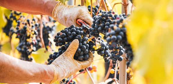 red grape harvest Descubre la uva Cariñena!