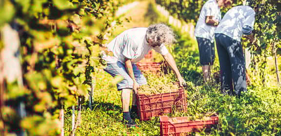 ¡Descubre los mejores vinos en TRAVINO!