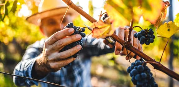 ¡Descubre los mejores vinos de la uva Graciano en TRAVINO!