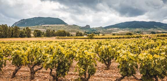 ES_generic_fallback_kit_vineyard ¡Descubre los vinos de Cebreros D.O. en TRAVINO!