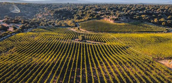 ¡Descubre los mejores vinos del Bierzo!
