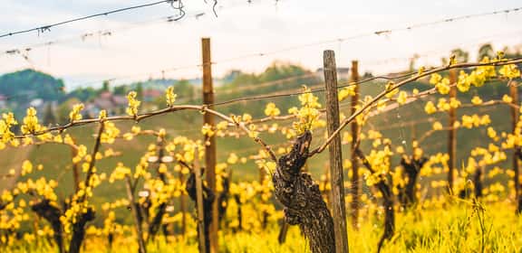 ¡Vinos ideales para la primavera!