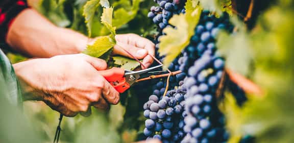 ¡Celebra la Fiesta de la Vendimia con 10€ de REGALO! 🍇