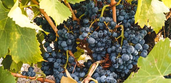 ¡Encuentra los mejores vinos de Madrid en TRAVINO!