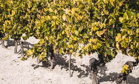 The Wine Hunter Company