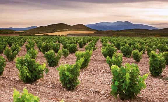 Bodegas Román