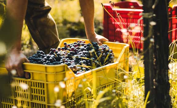 red grape harvest Bodegas Franco-Españolas