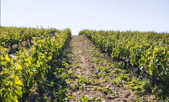 Bodegas Infante