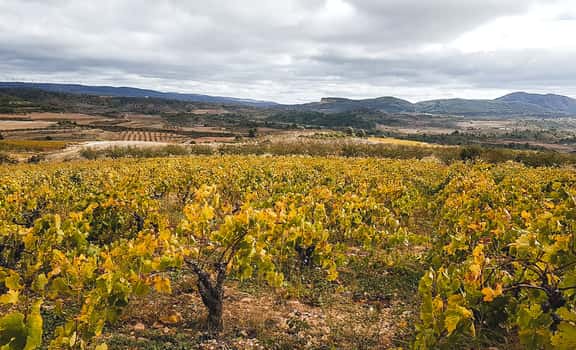 Baldovar