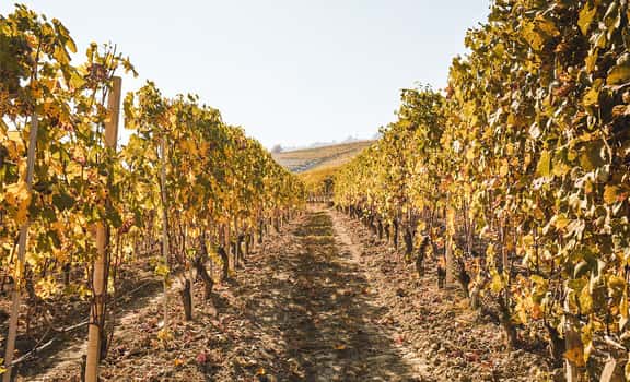 walk on the vineyard Manu Guardiola