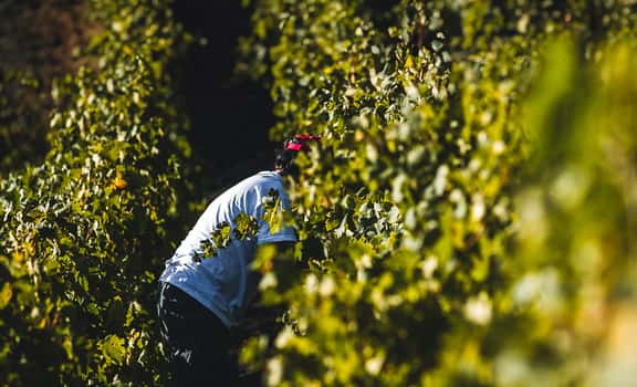 Alejandro Gallo & Quiquere Wines