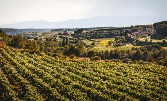 Mascaró Winery