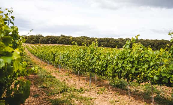 Valdovinos
