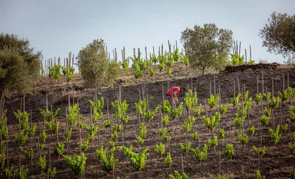 Clos Pachem