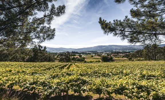 Quinta do Couselo