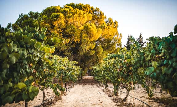 Finca Los Pinos