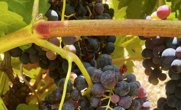 Bodegas Buena Tinta