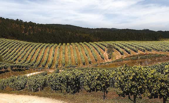 Terras Gauda
