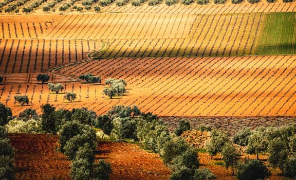 Vinícola de Valdepeñas