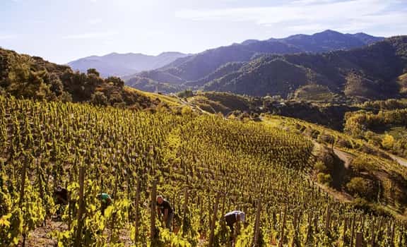 Les Vinyes Forer Massard