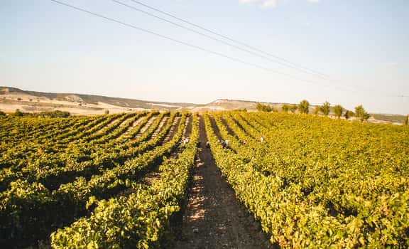 Viñedos y Bodegas Ribón
