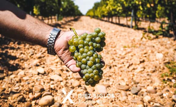 Diez Siglos de Verdejo